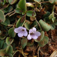 Dyschoriste nagchana (Nees) Bennet